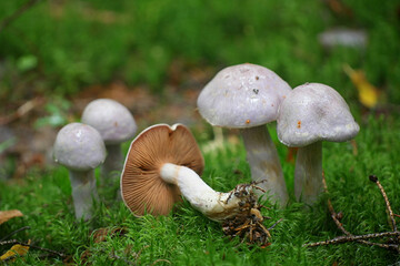 Cortinarius traganus, known as the gassy webcap, wild mushroom from Finland