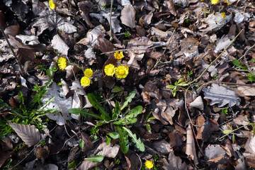 Huflattich (Tussilago farfara)