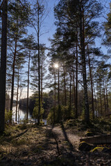 Fototapeta premium Scandinavian nature in springtime, forest, river, nordic countries, Finland