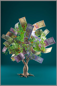 Indian Money Tree Currency Tree

