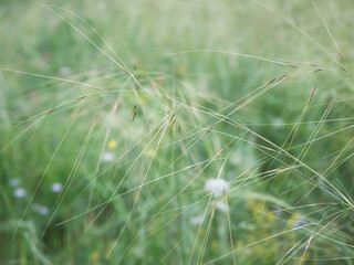 Summer background with green grass. Green texture, grass texture with field.	
