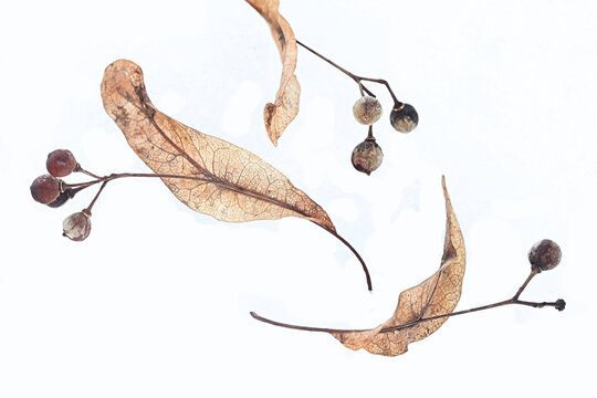 Seeds of Tilia europaea, generally known as the common lime or common linden, photographed on snow in March