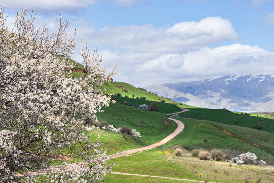 View of Mount Hermon with a snow-capped peak in the clouds with a flowering Syrian pear tree