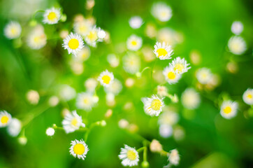 daisy flowers