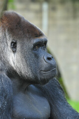 Close-up of smiling mountain gorilla