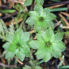 Rhodobryum roseum, commonly known as rose moss