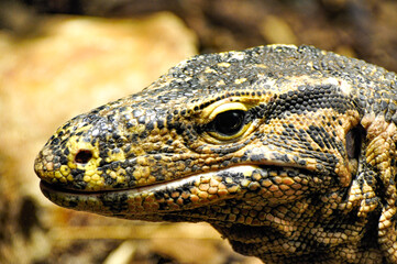 Close-up of head of Asian water monitor