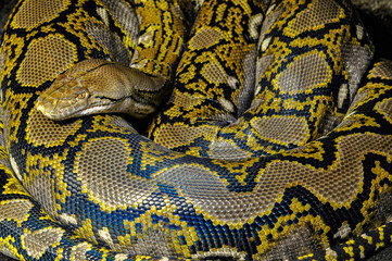 Huge python with beautiful skin