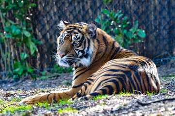 Majestic tiger laying in the sun