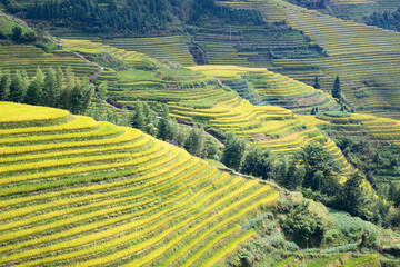 Longji Rice Terraces