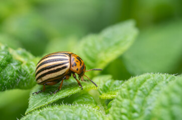 Colorado beetle. Colorado beetle on potato leaves.