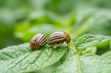 Colorado beetle. Colorado beetle on potato leaves.