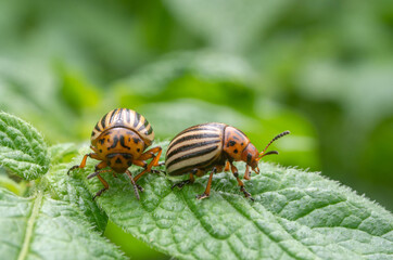 Colorado beetle. Colorado beetle on potato leaves.