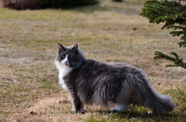 A Norwegian forest cat female  in springlike light