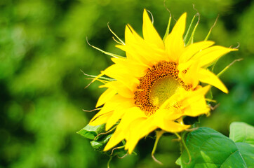 yellow sunflower