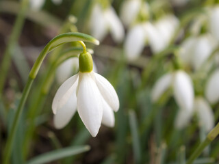 white snowdrops in spring