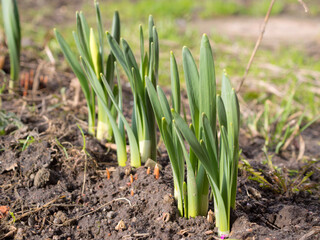Obraz premium green sprouts on a spring day