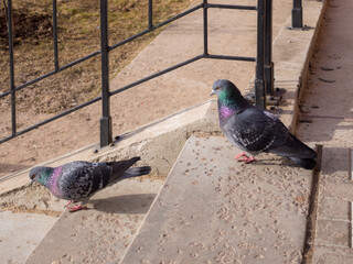 two doves on the steps