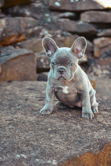 english bulldog puppy