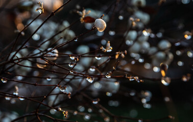 rain drops on the leaf