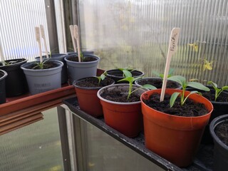Paprika uind Peperoni selber ziehen