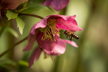 A closeup of hellebore with a bee in spring 2021 in Jena