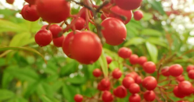 detailed extreme close-up of red berries bush in the park.