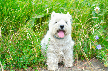 terrier on the grass