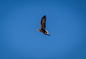 sea eagle in morning sun