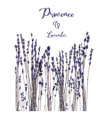 Branch of dry fragrant lavender isolated on white background