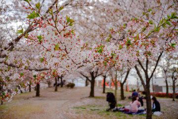 【アニメ背景】満開の桜とお花見の日常風景・情緒あふれる日本の春とデイリーライフの背景素材