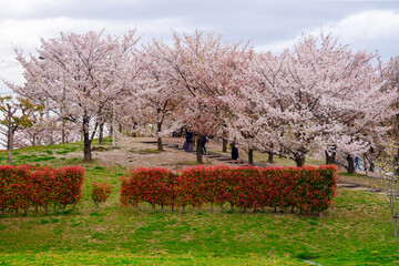 満開を少し過ぎて桜吹雪が始まった、日本の花見スポット