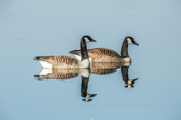 Two Canada geese, Branta canadensis, swim side by side with beautiful reflection in the rippling blue water