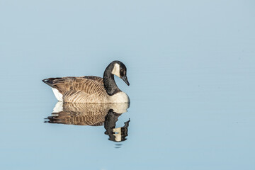Canedian geese, Branta canadensis, swim side by side with beautiful reflection in the rippling blue water