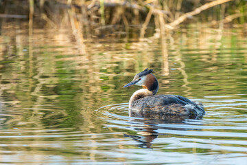 Grebe, Podiceps cristatus, in splendid plumage during the mating season in spring, floating quietly in the rippling water with still wet plumage from food diving