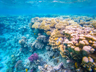 Colorful corals in the clean Red Sea near Safaga town in Egypt