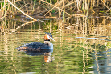 Grebe, Podiceps cristatus, in splendid plumage during the mating season in spring, floating quietly in the rippling water with still wet plumage from food diving