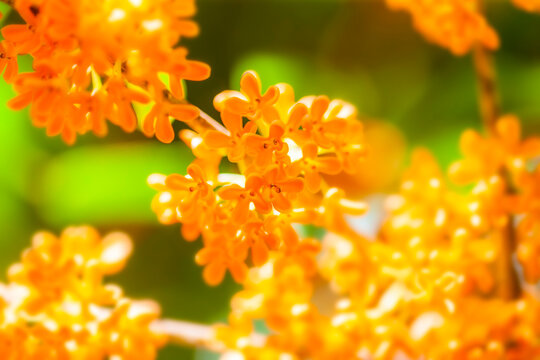 金木犀 Images Browse 993 Stock Photos Vectors And Video Adobe Stock