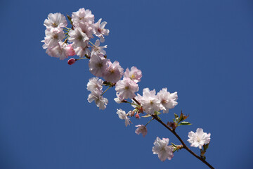Branche de cerisier en fleurs au printemps