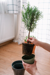 Man gardener transplanting Rosemary bush.  A man's hand holding a plant root with soil. Home gardening concept.
