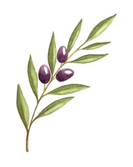 Illustration watercolor branch of olives with fruits and leaves, hand drawing. For your design.