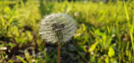 dandelion and spore at sunny day