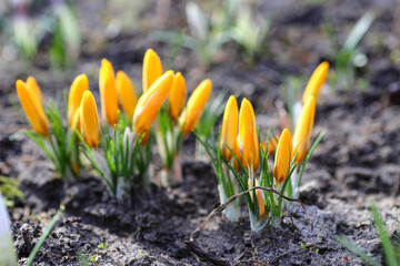 Obraz premium Spring crocuses bloom in the park. Fresh beautiful purple, yellow and white crocuses, selective focus, banner image with sun glare