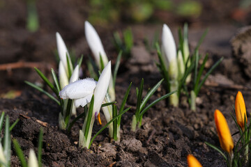 Spring crocuses bloom in the park. Fresh beautiful purple, yellow and white crocuses, selective focus, banner image with sun glare