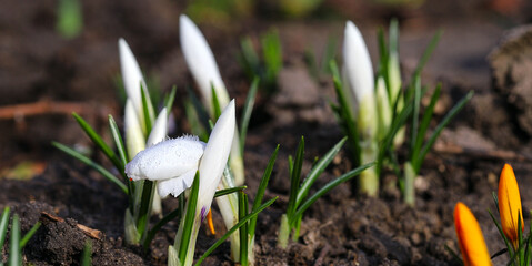 Spring crocuses bloom in the park. Fresh beautiful purple, yellow and white crocuses, selective focus, banner image with sun glare