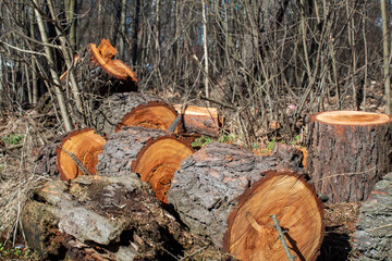 Sawed tree trunk, Clearing the forest from old trees, sanitary felling of trees.