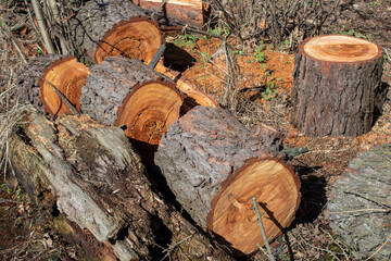 Sawed tree trunk, Clearing the forest from old trees, sanitary felling of trees.