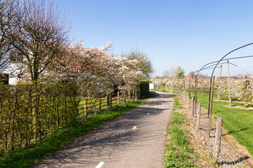 Flowering fruit trees with white blossoms under a blue sky in the Betuwe in the Netherlands.