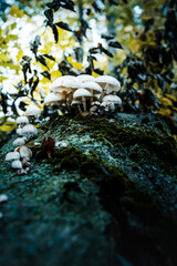 Details close up of wild mushrooms on a tree on a fresh wet rainy and moody mountain forest. Harz Mountains in Germany