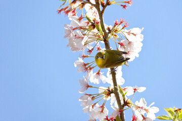 桜の花にやってきたメジロ